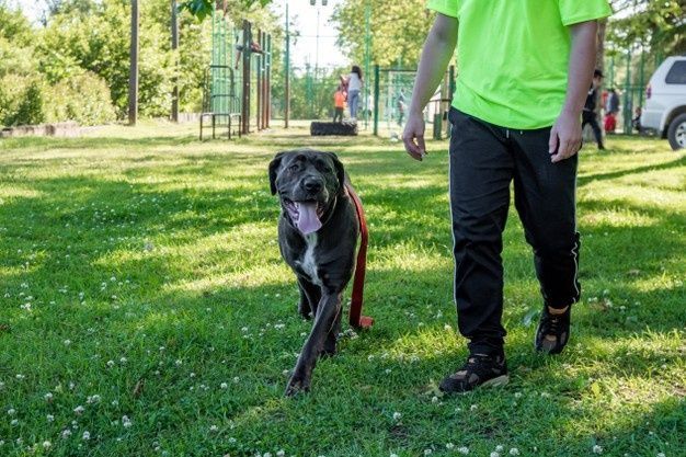 cane corso puppies for sale san diego