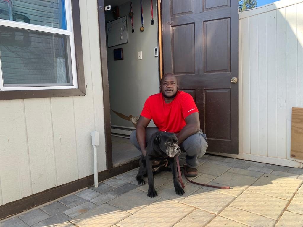 cane corso puppies for sale sacramento