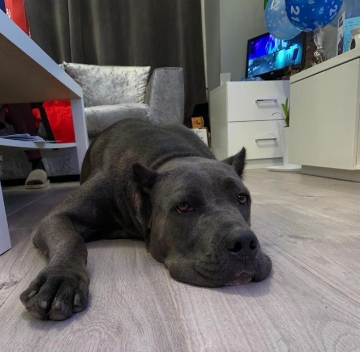 black cane corso puppies for sale