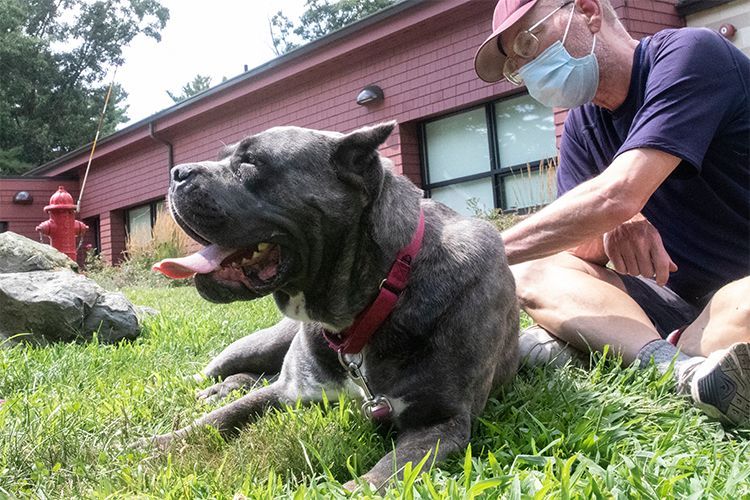 blue merle cane corso puppies for sale