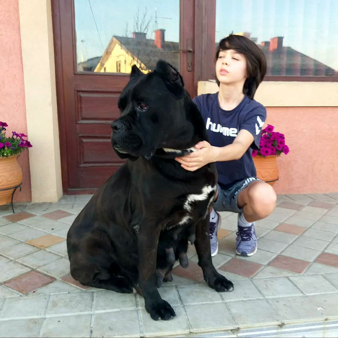 cane corso puppies for sale in new hampshire