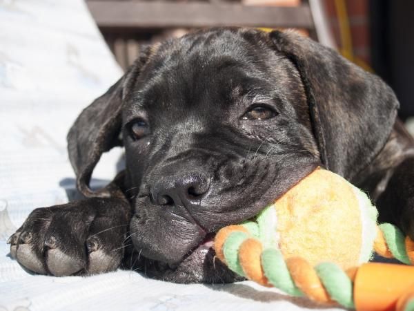 where can you buy a cane corso
