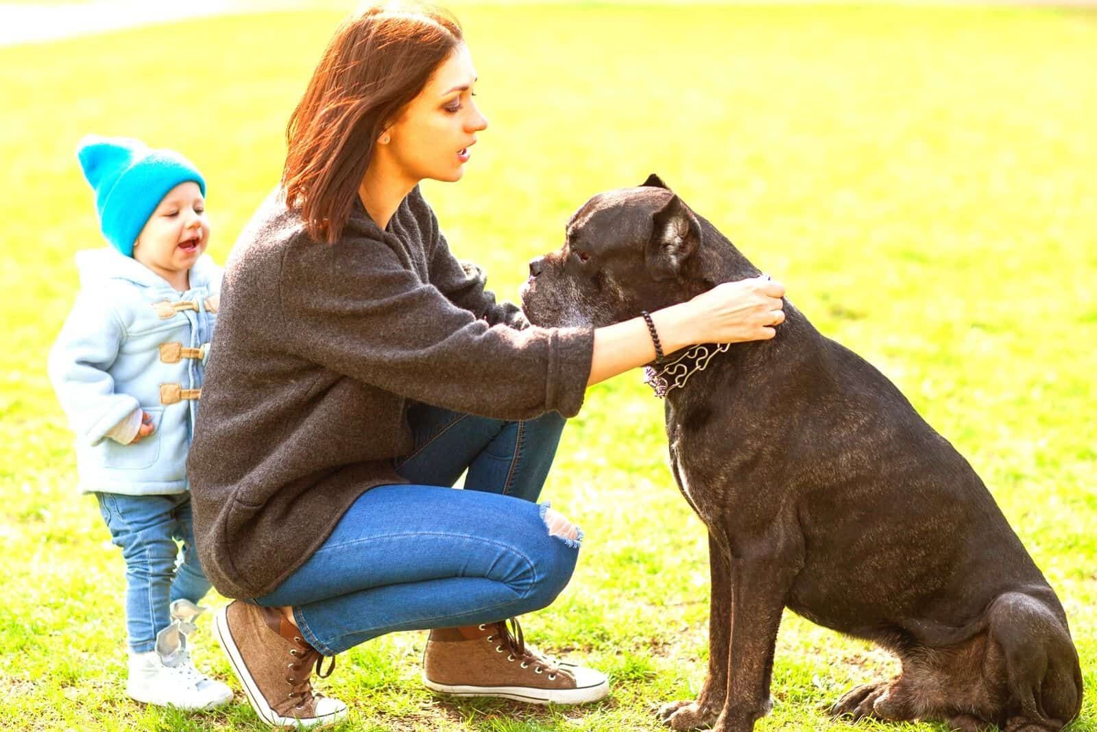 cane corso puppies for sale in los angeles
