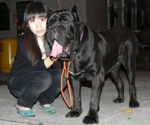 dog breed cane corso puppy