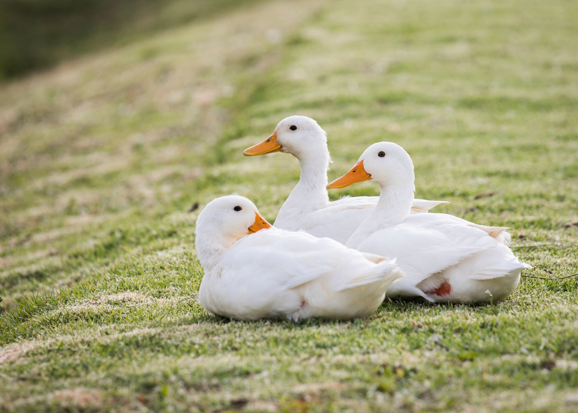 Three white ducks with orange beaks resting on green grass.