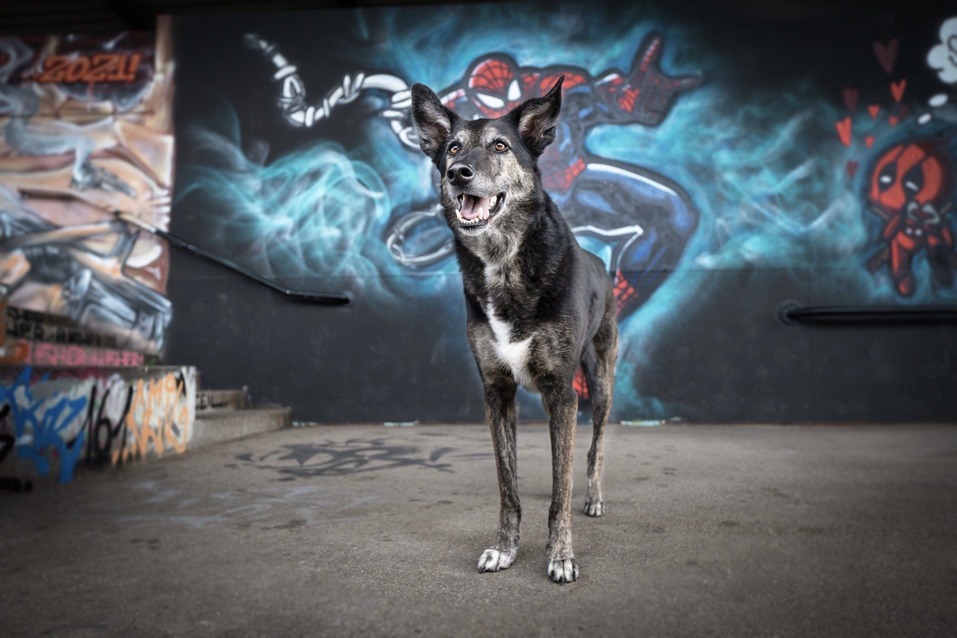 Hunde Fotoshooting Graffiti Wildlicht Fotografie