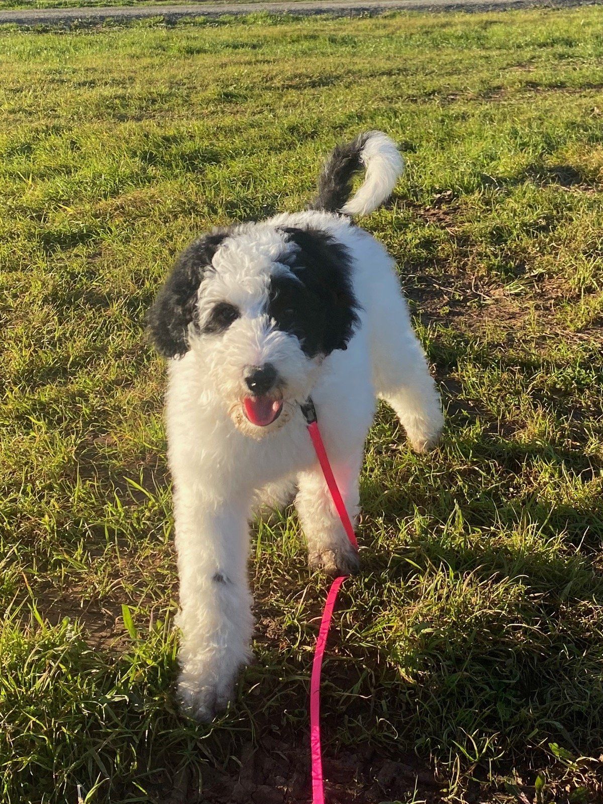 Winifred — Napa — Napa Valley Veterinary Concierge