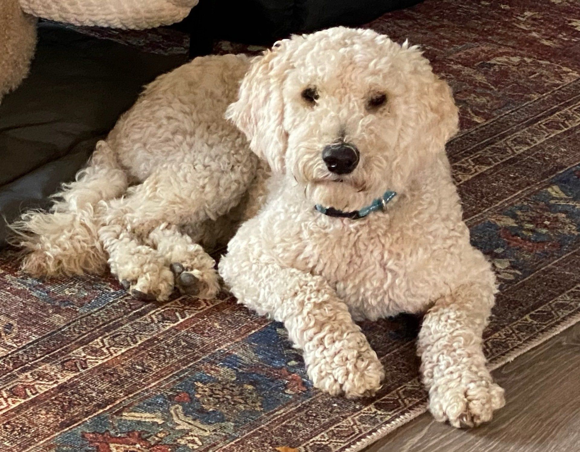 Caper — Napa — Napa Valley Veterinary Concierge