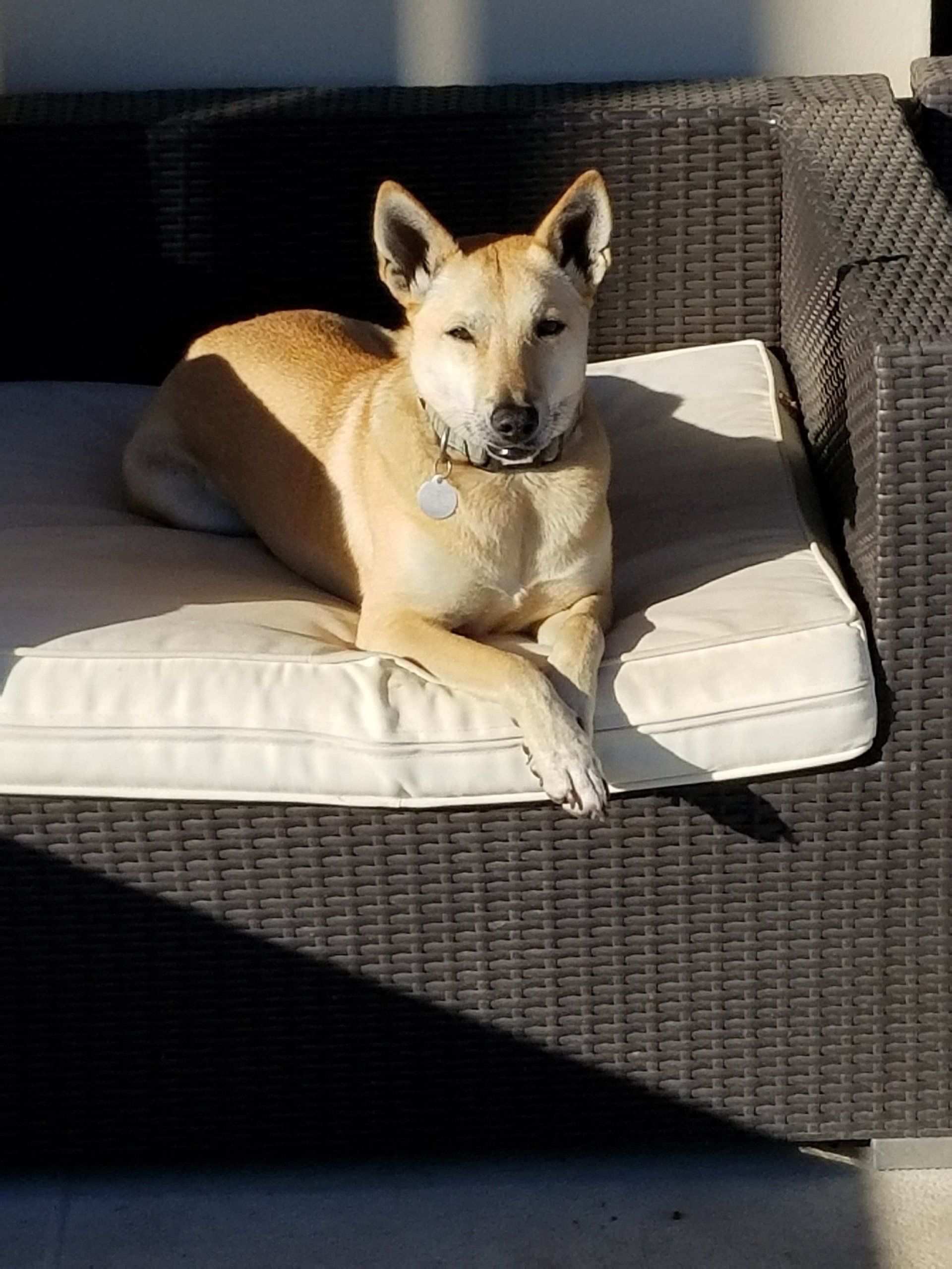 LuLu — Napa — Napa Valley Veterinary Concierge