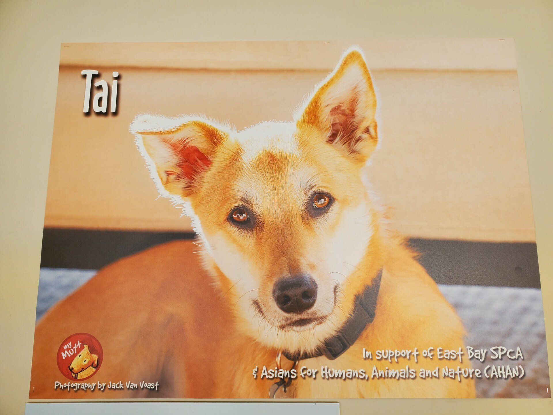 Tai — Napa — Napa Valley Veterinary Concierge