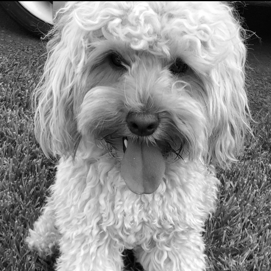 Veterinarian — Napa — Napa Valley Veterinary Concierge