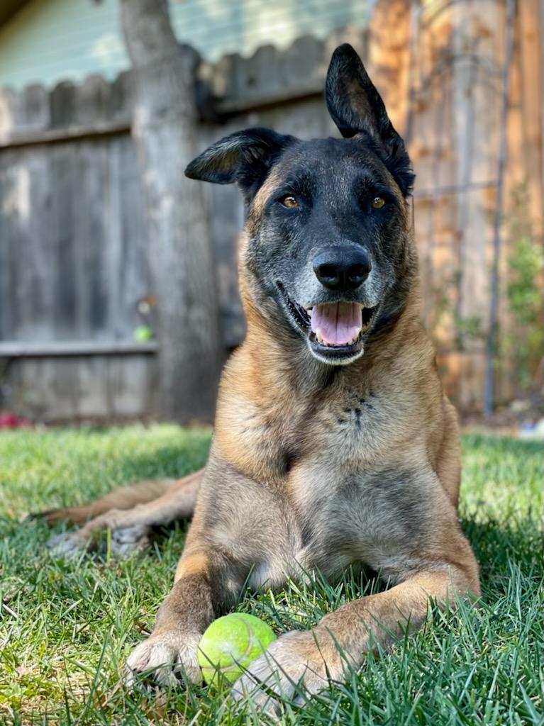 Brew — Napa — Napa Valley Veterinary Concierge