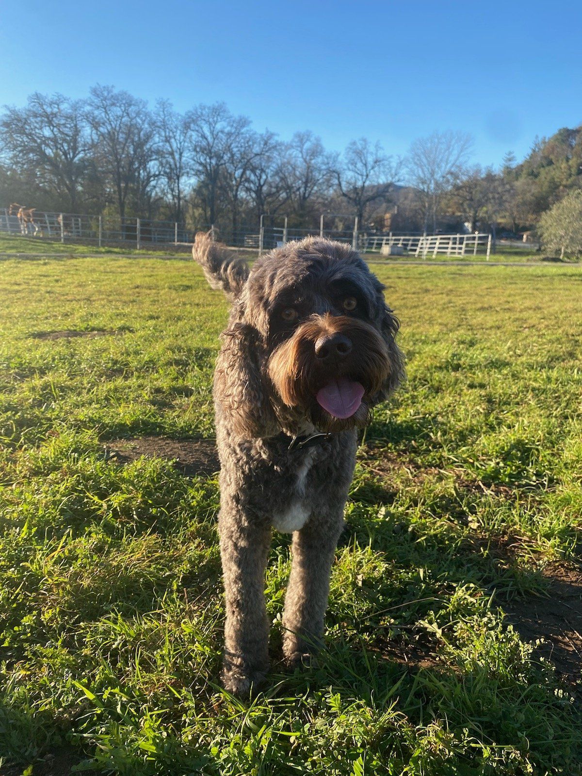 Maceo — Napa — Napa Valley Veterinary Concierge