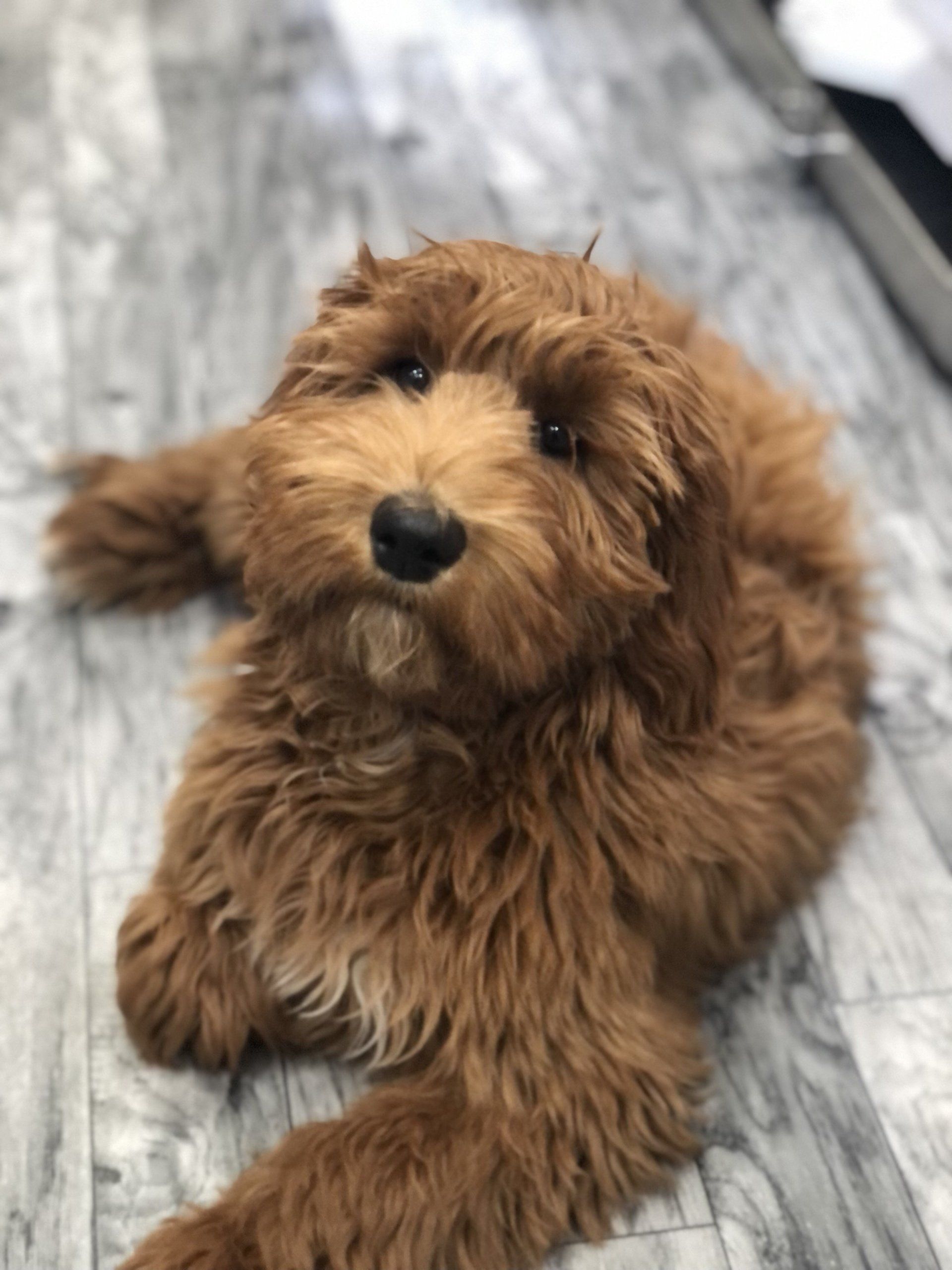 Maisie — Napa — Napa Valley Veterinary Concierge