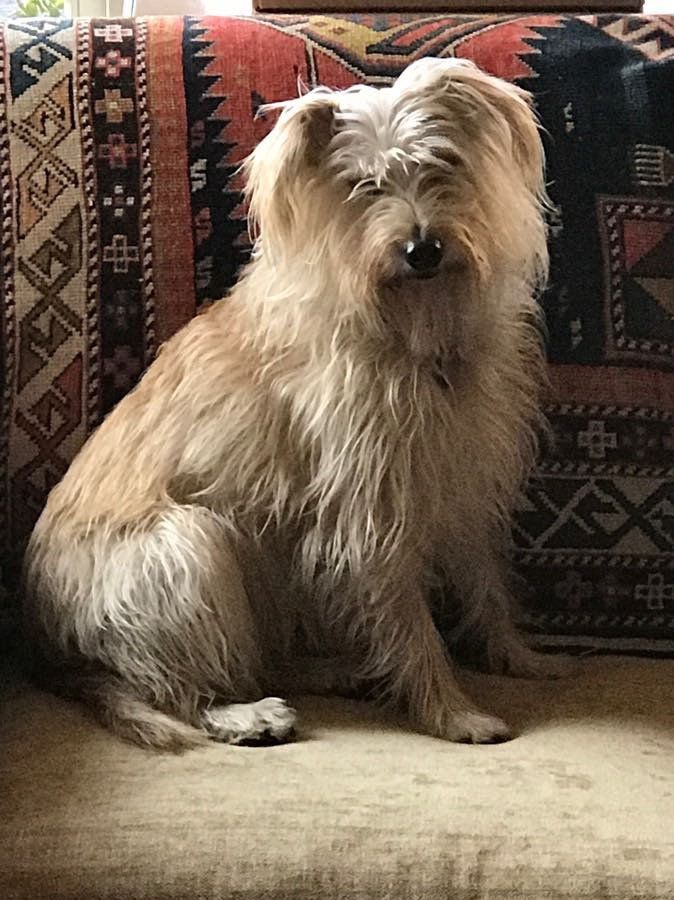 Bennett — Napa — Napa Valley Veterinary Concierge