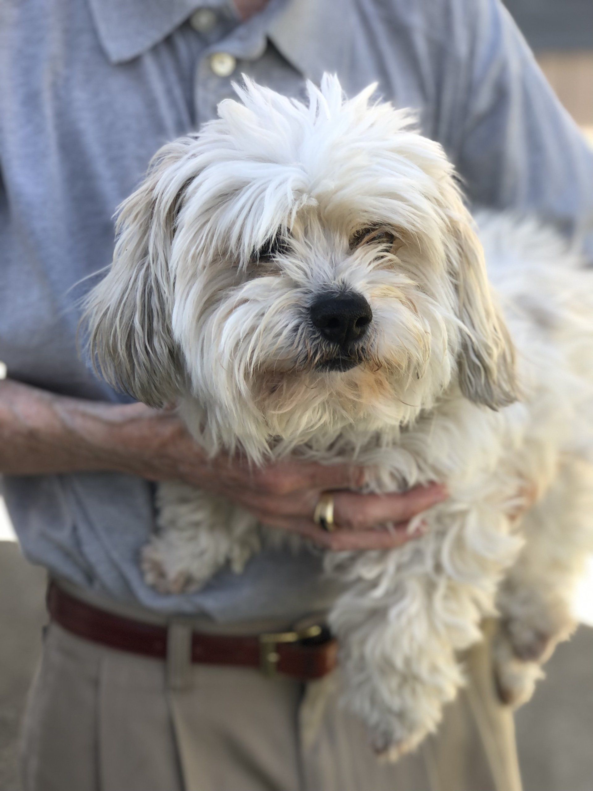 Tiki — Napa County, CA — Napa Valley Veterinary Concierge