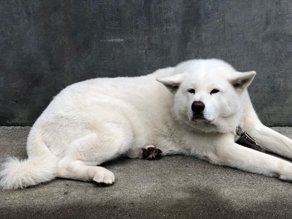 Fubu — Napa — Napa Valley Veterinary Concierge