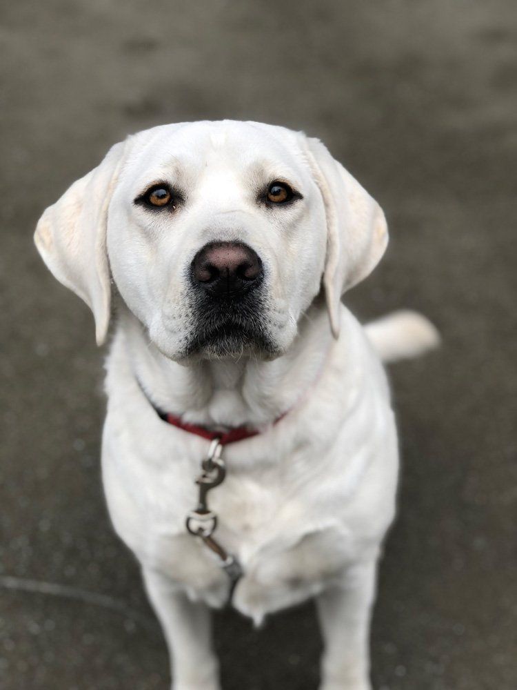 Lyia — Napa — Napa Valley Veterinary Concierge