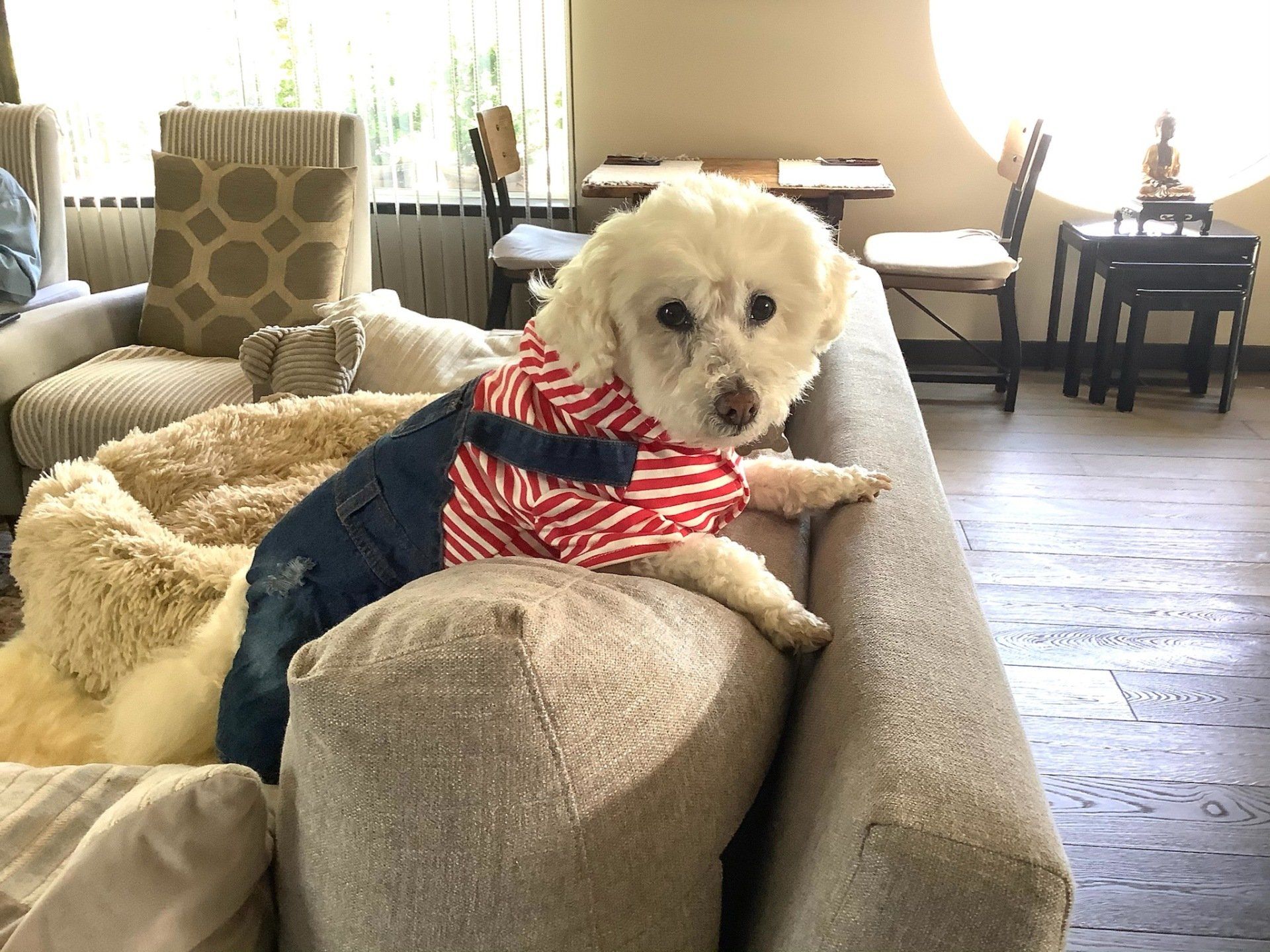 Rocky Rocco — Napa County, CA — Napa Valley Veterinary Concierge