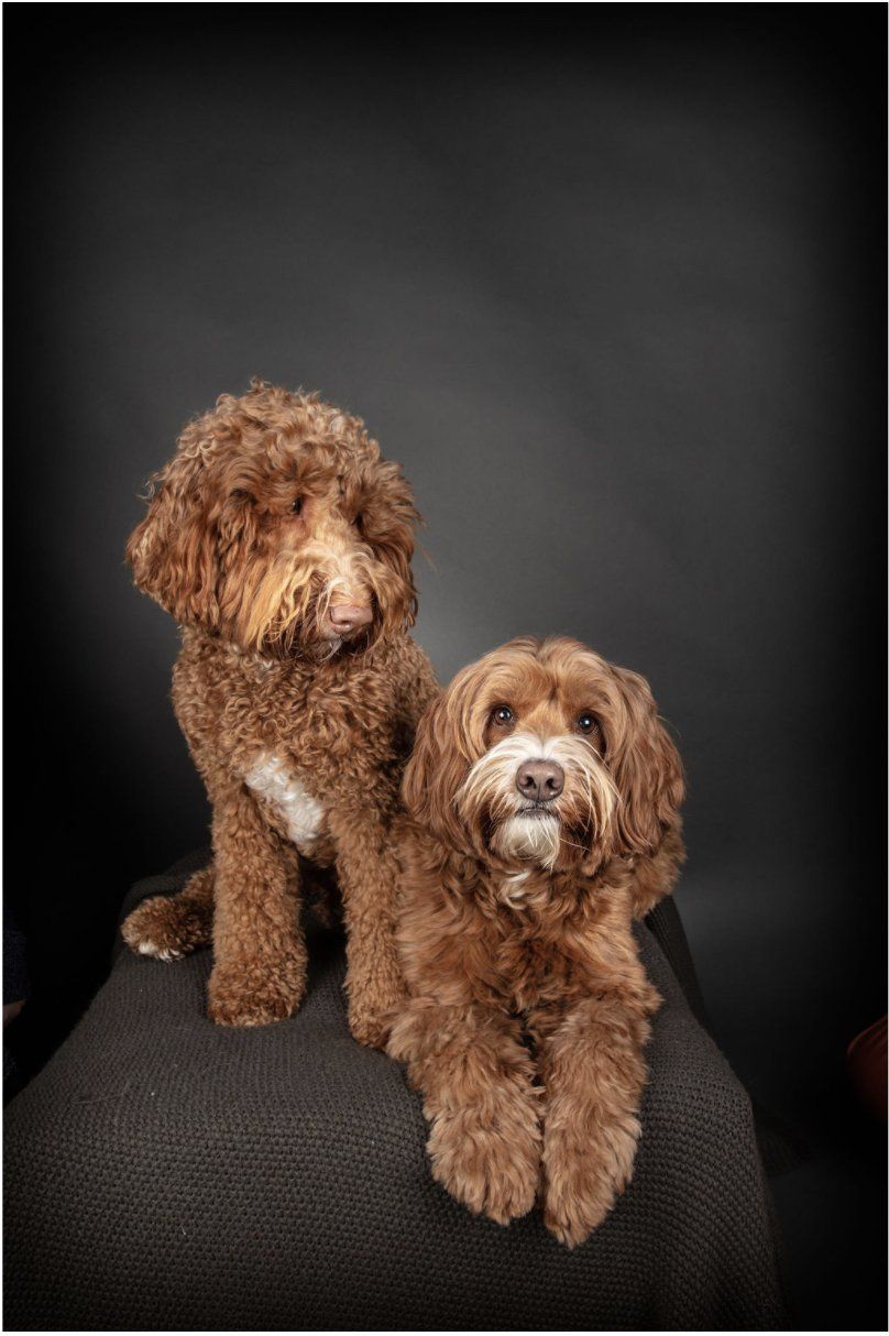 Jack And Scout — Napa — Napa Valley Veterinary Concierge