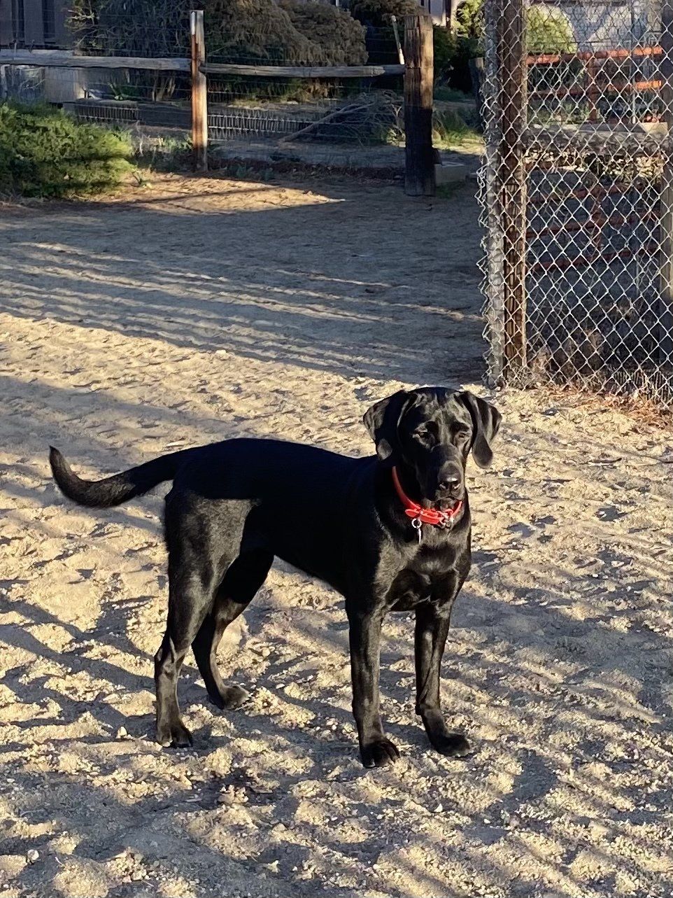 Mulan — Napa — Napa Valley Veterinary Concierge