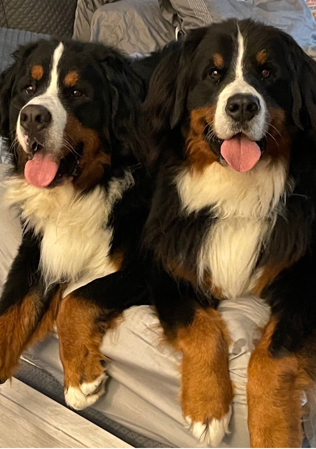 Hudson And Ruby — Napa — Napa Valley Veterinary Concierge