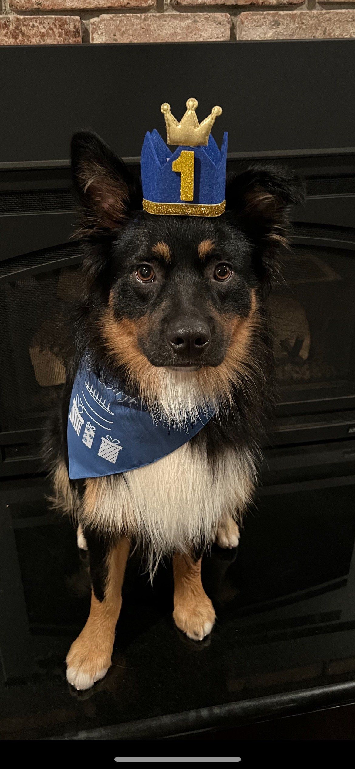 Rocky — Napa County, CA  — Napa Valley Veterinary Concierge