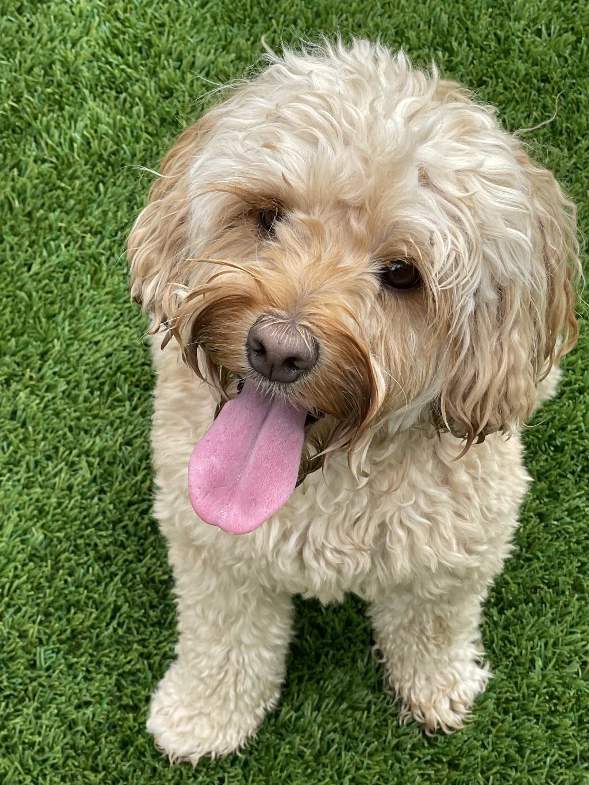 Chief — Napa — Napa Valley Veterinary Concierge