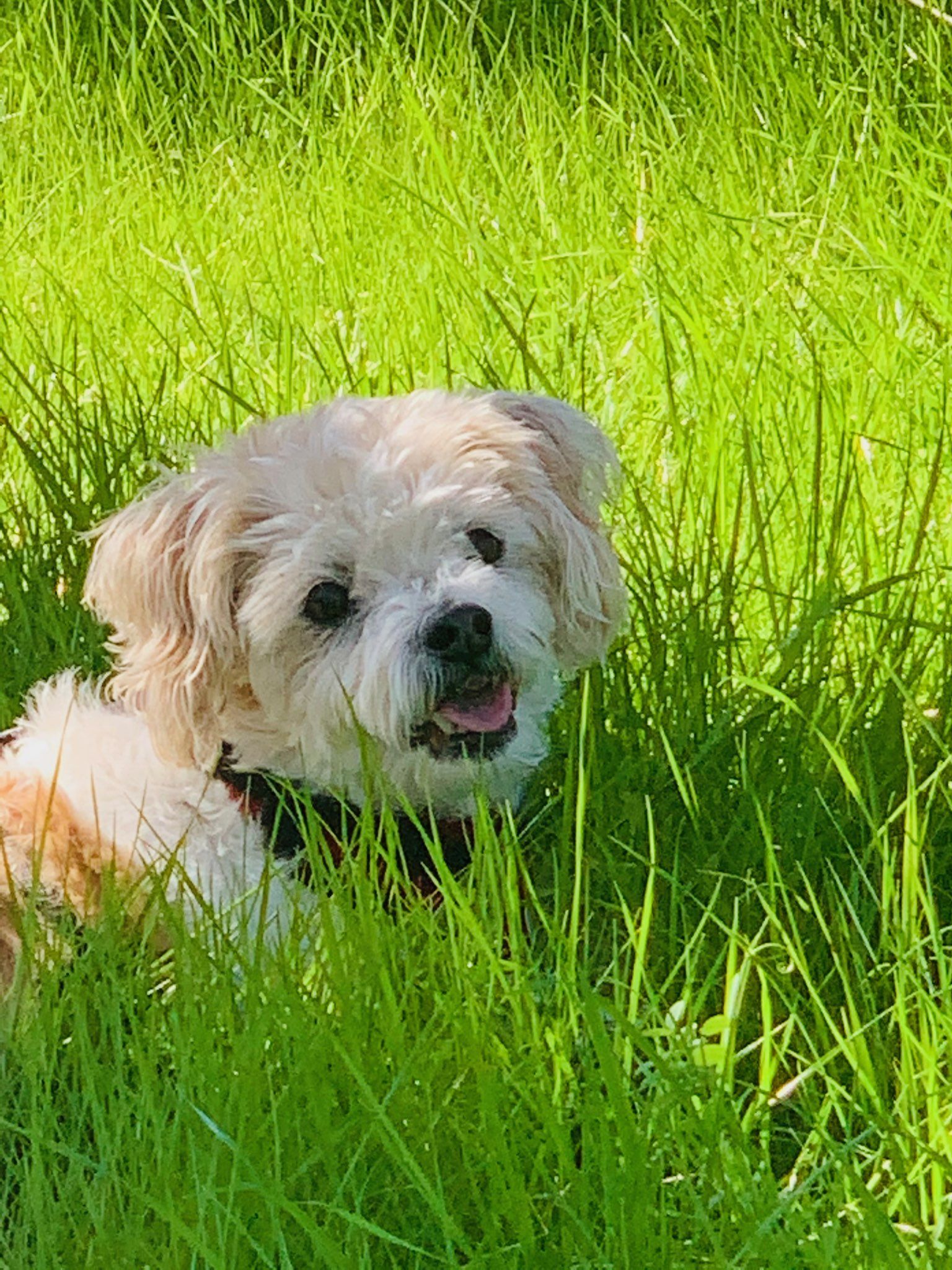 Archie — Napa County, CA — Napa Valley Veterinary Concierge