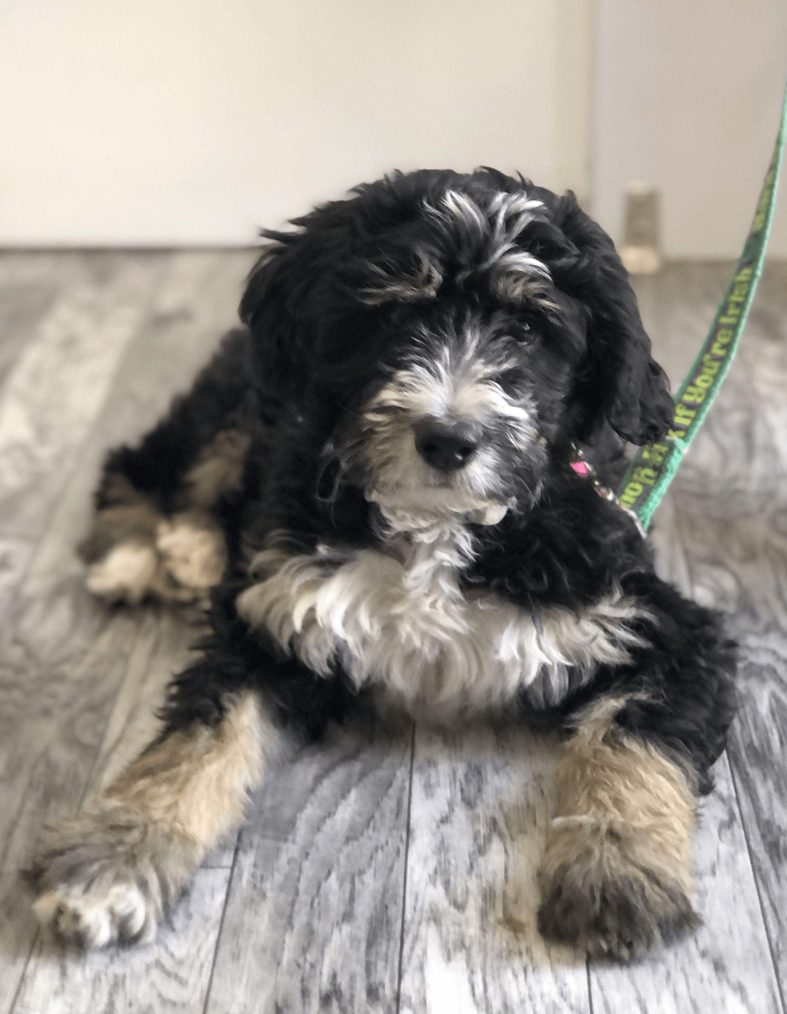 Cute Dog Lying Down in the Floor — Napa — Napa Valley Veterinary Concierge