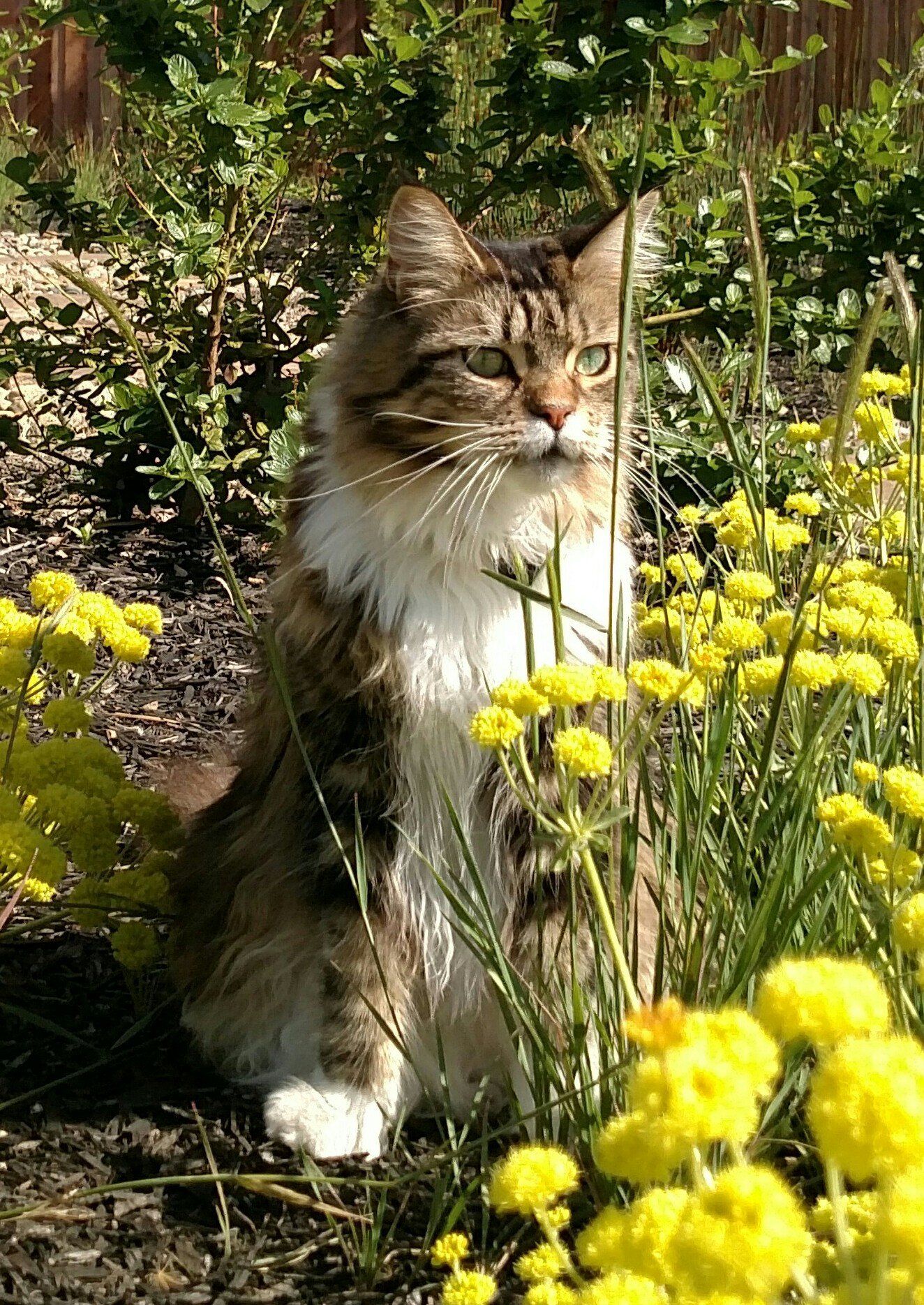 Trixie — Napa — Napa Valley Veterinary Concierge