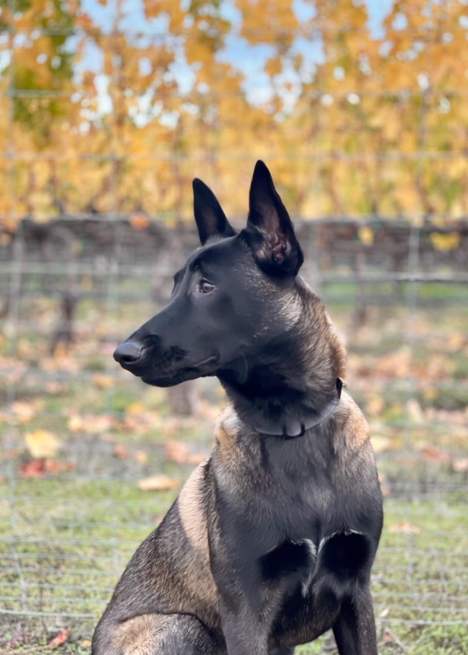 Storm — Napa — Napa Valley Veterinary Concierge