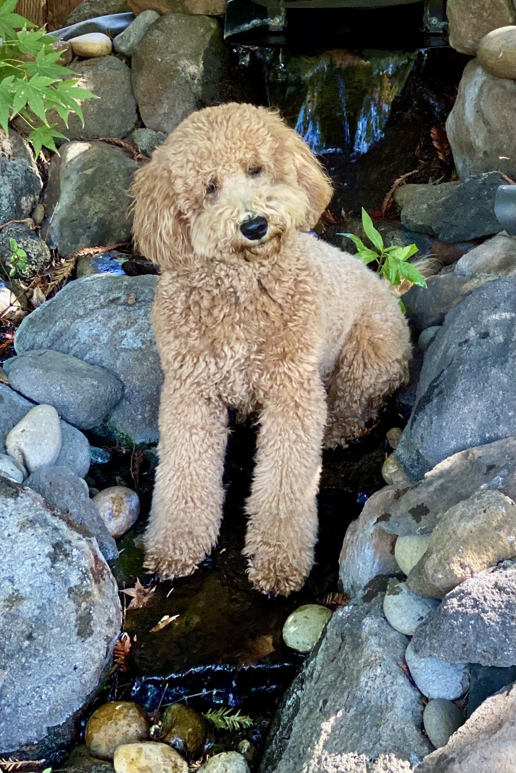 Hazel — Napa — Napa Valley Veterinary Concierge