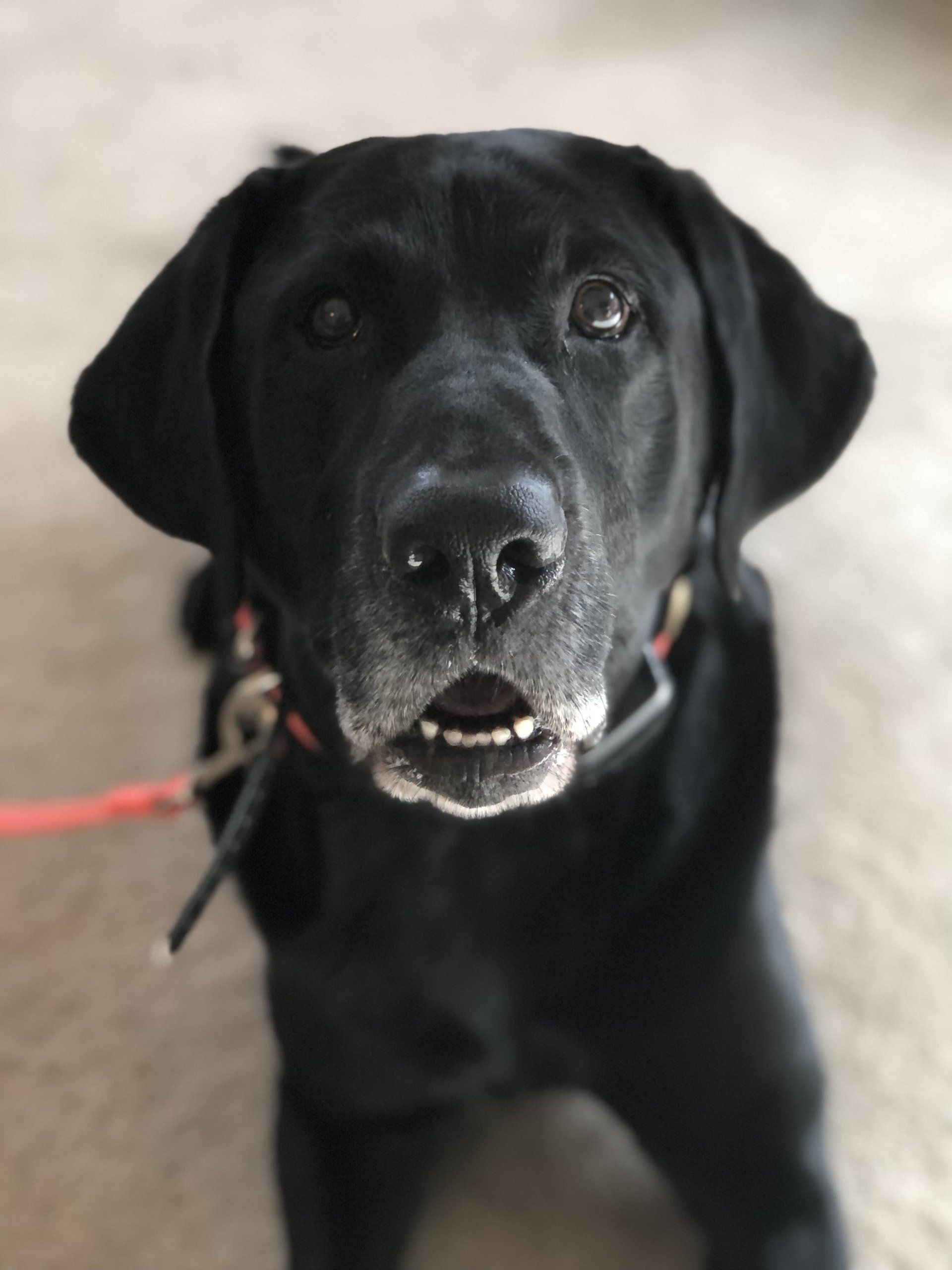 Chief — Napa — Napa Valley Veterinary Concierge