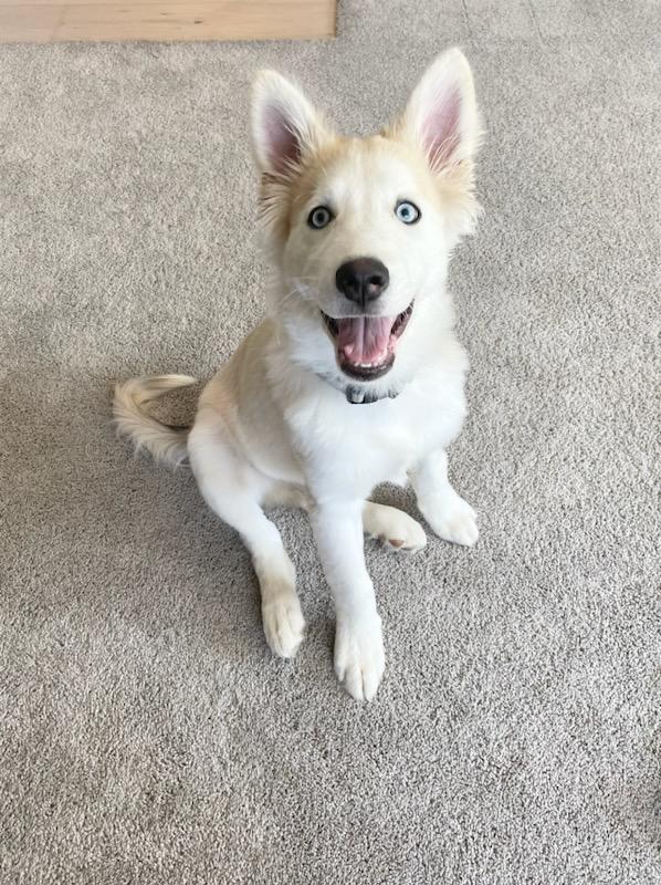 Duckie — Napa — Napa Valley Veterinary Concierge