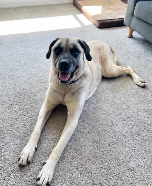 Chicken — Napa — Napa Valley Veterinary Concierge