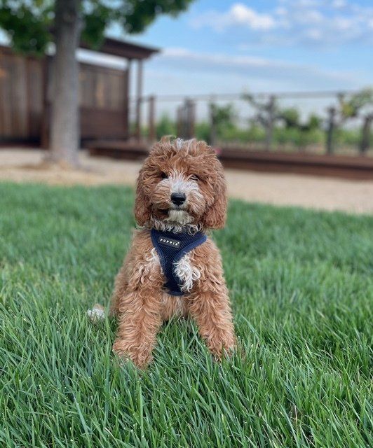 Sky — Napa — Napa Valley Veterinary Concierge