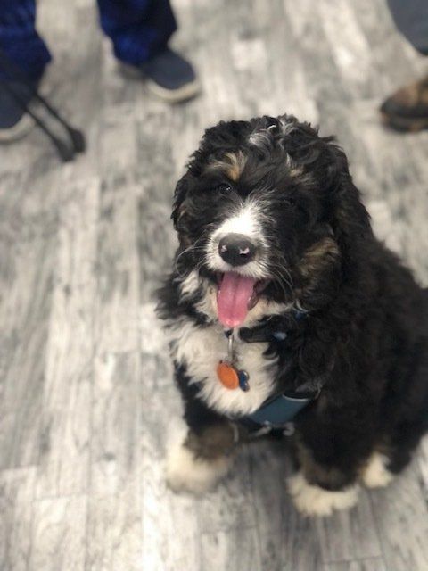 Ooby Dooby — Napa — Napa Valley Veterinary Concierge