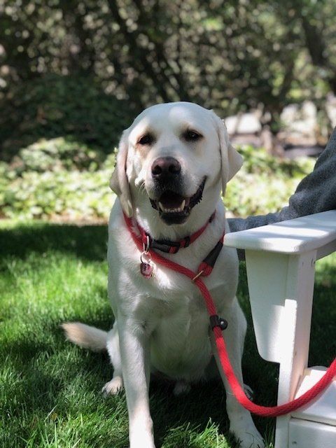 Walter — Napa — Napa Valley Veterinary Concierge