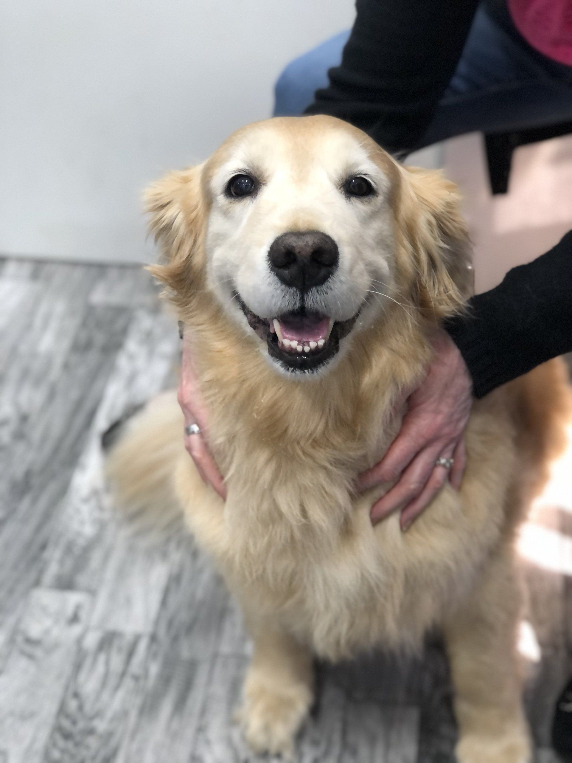 Izzy — Napa County, CA — Napa Valley Veterinary Concierge