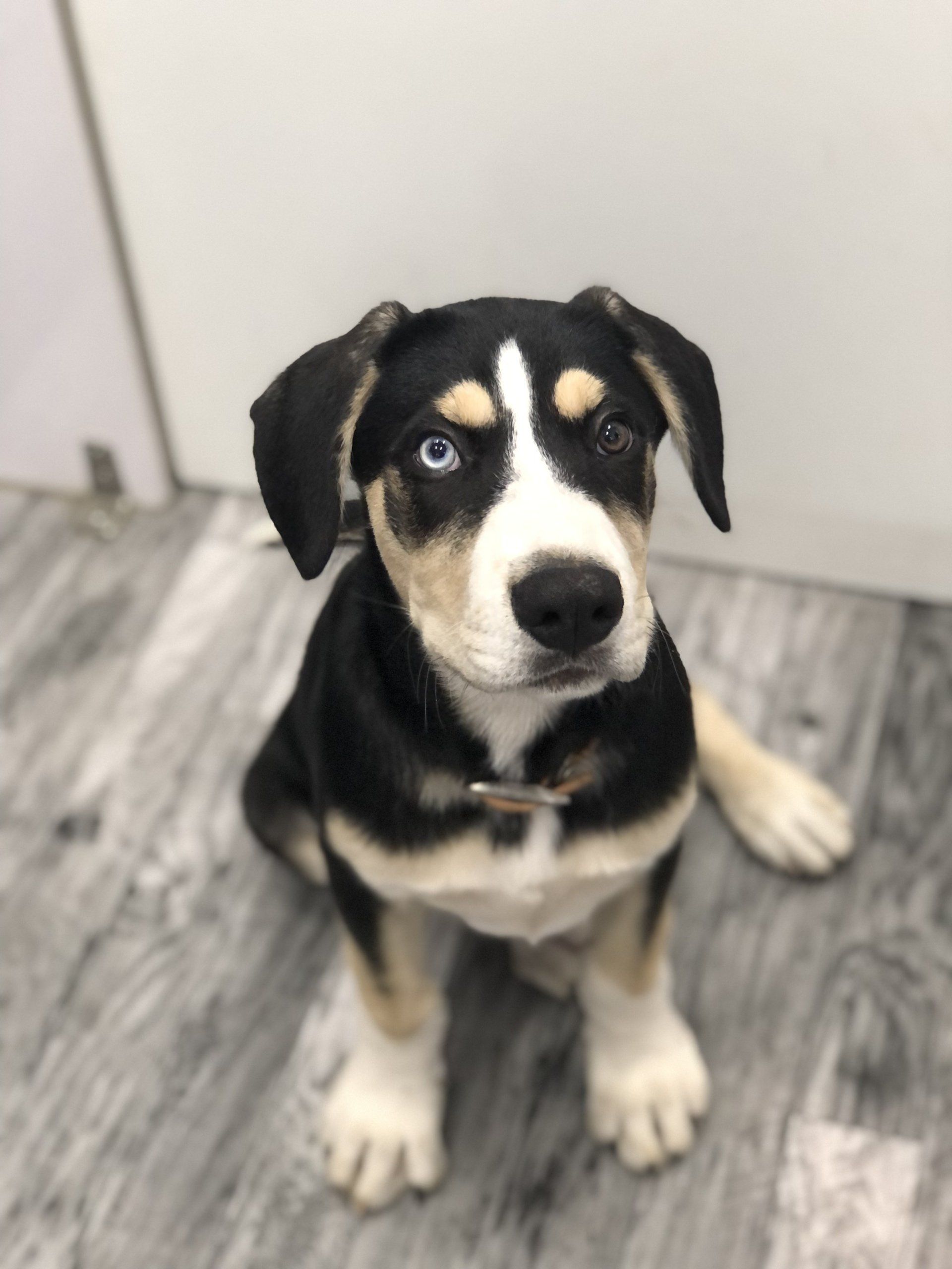 Huckleberry Finn — Napa County, CA — Napa Valley Veterinary Concierge