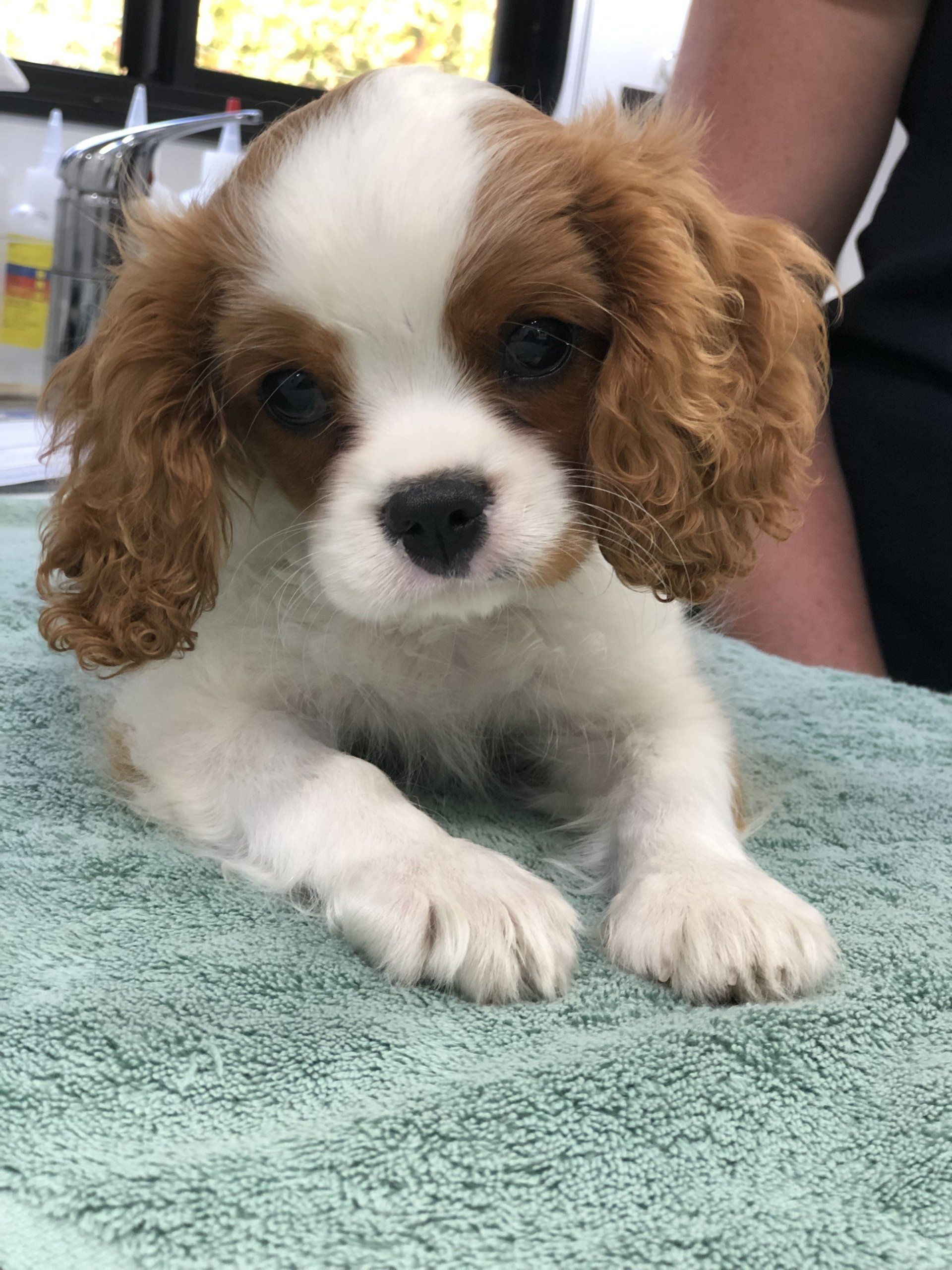 Baton — Napa County, CA — Napa Valley Veterinary Concierge