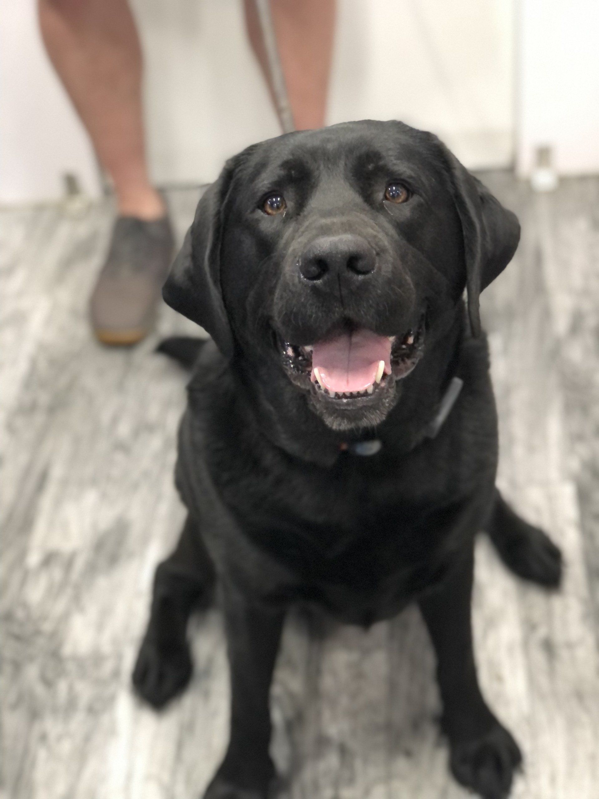 Buck — Napa County, CA — Napa Valley Veterinary Concierge