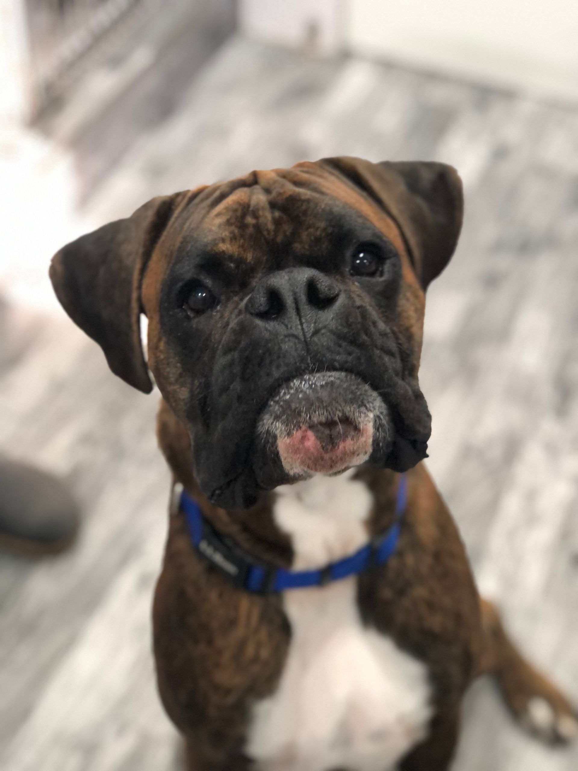 Odi — Napa — Napa Valley Veterinary Concierge