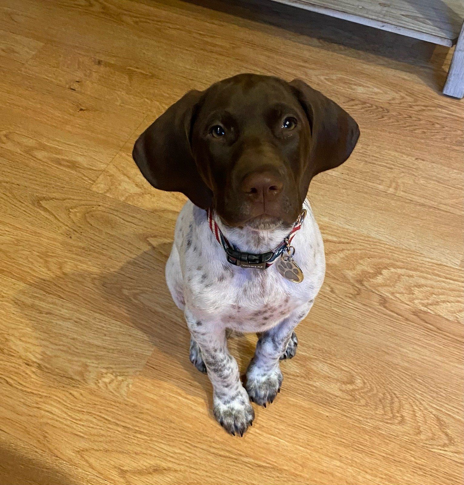 Rip — Napa — Napa Valley Veterinary Concierge