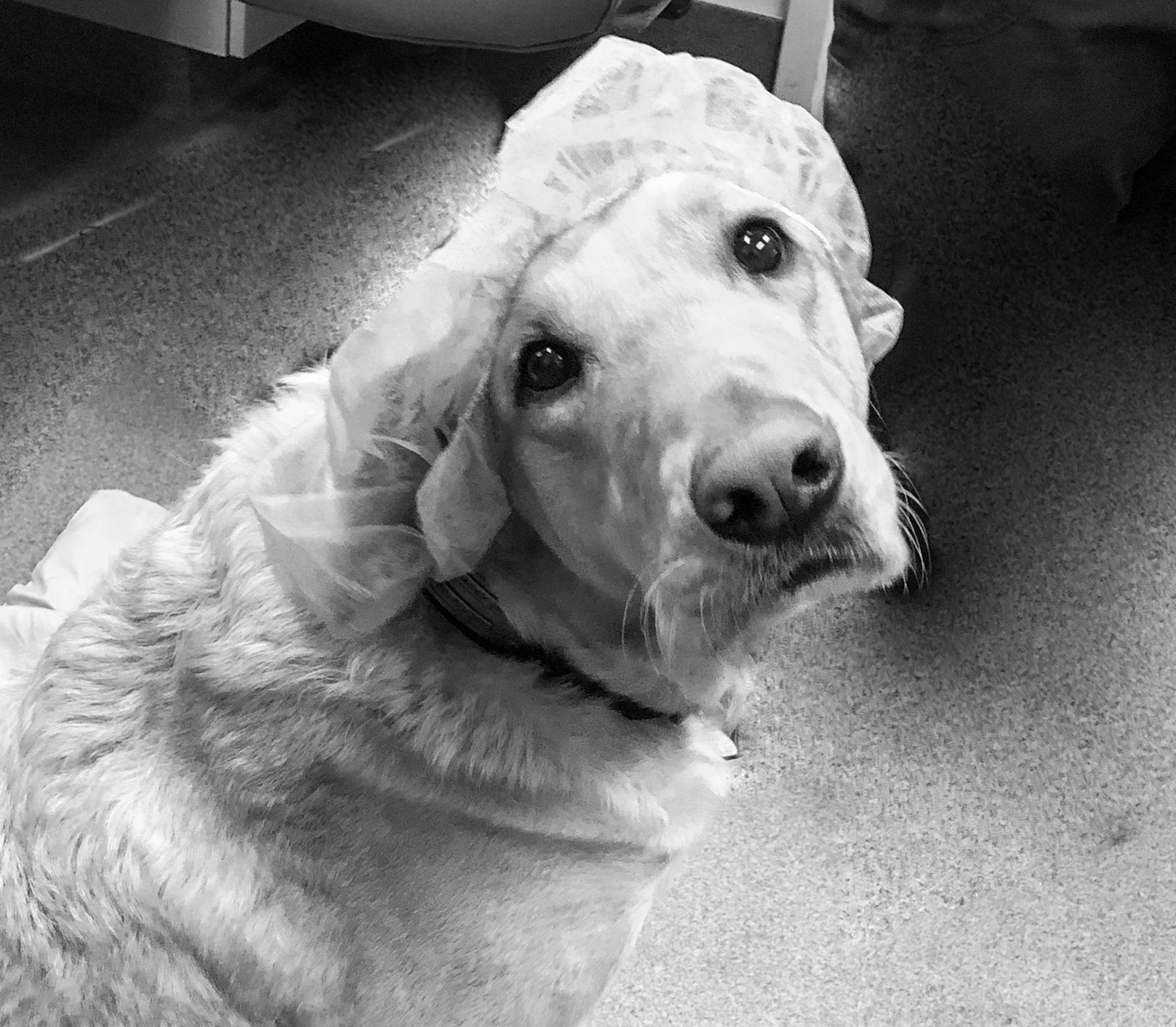 Dog at the veterinary office — Napa — Napa Valley Veterinary Concierge