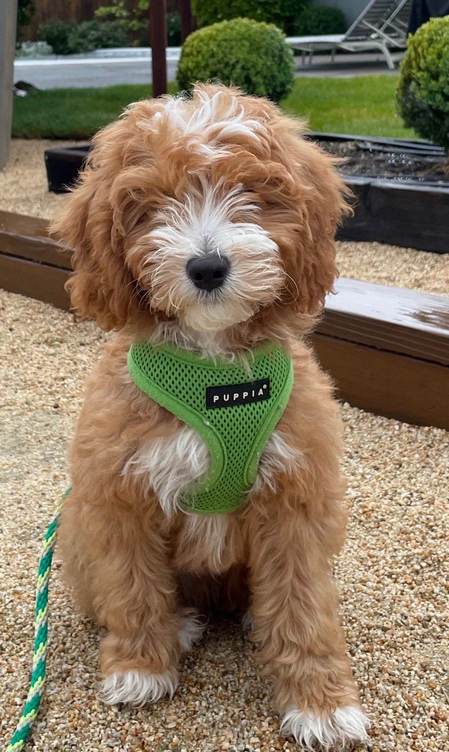 Rex — Napa County, CA — Napa Valley Veterinary Concierge