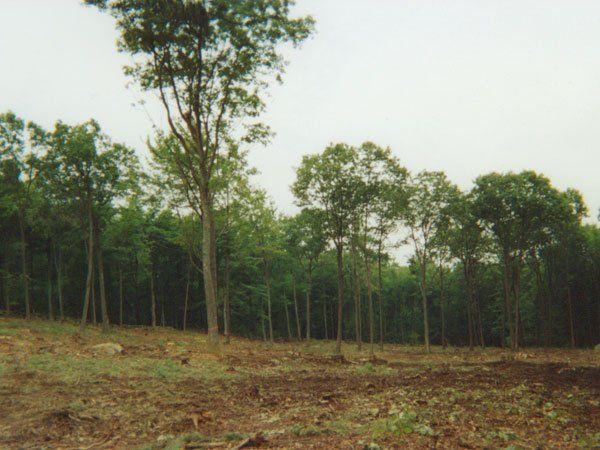 Big Trees — Land Clearing In Westminster, MA