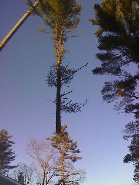 Pulling Tree — Tree Removal Services In Westminster, MA
