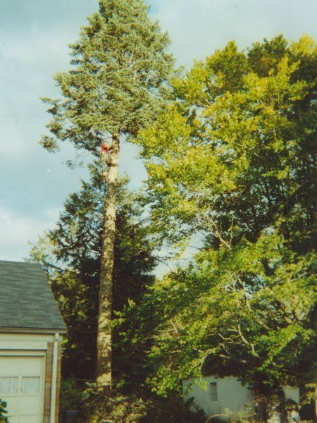 Big Tree — Tree Removal Services In Westminster, MA